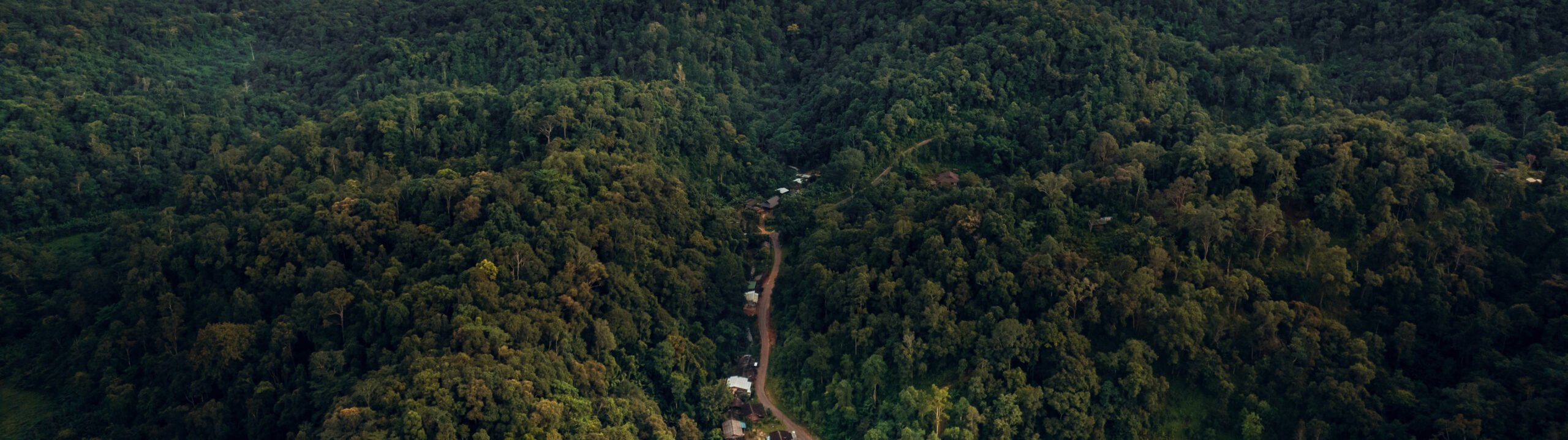 mountains and green forest in the evening mountains and green forest in the evening